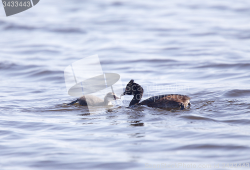 Image of Eared Grebe with Babies