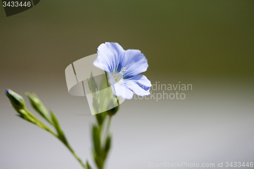 Image of Flax Flower