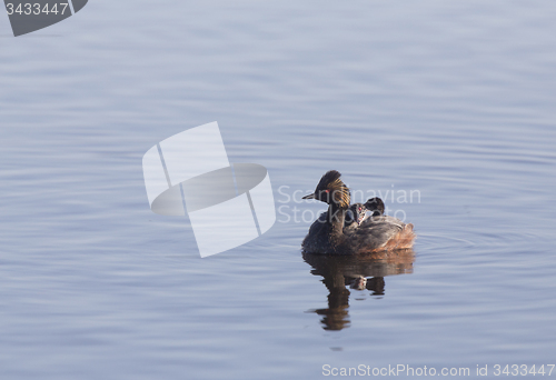 Image of Eared Grebe with Babies