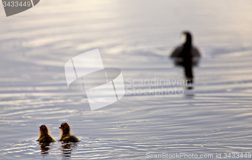 Image of American Coot with baby