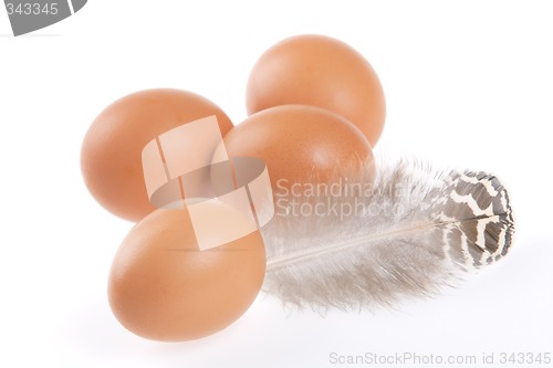 Image of Egg, Feather