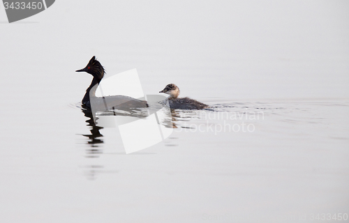 Image of Eared Grebe with Babies