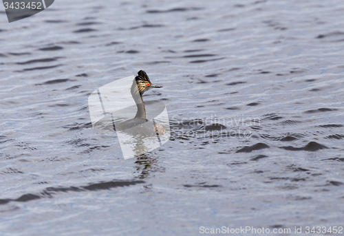 Image of Eared Grebe