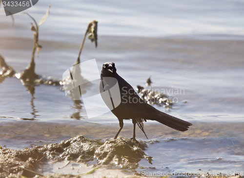 Image of Grackle in Water