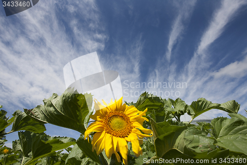 Image of Sunflower Field Manitoba