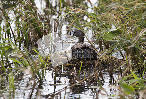 Image of American Coot with baby in nest