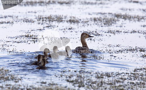 Image of Baby Ducks