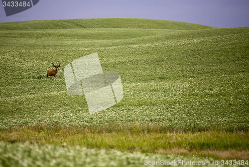 Image of Deer in Pulse Crop Field