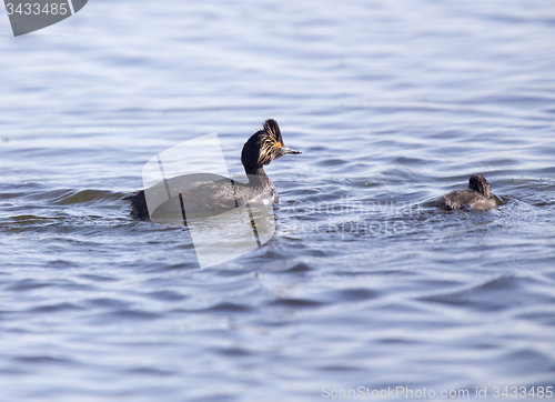 Image of Eared Grebe with Babies