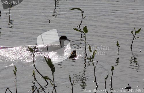 Image of American Coot with baby