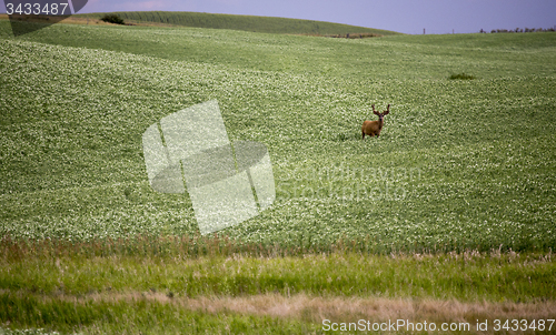 Image of Deer in Pulse Crop Field