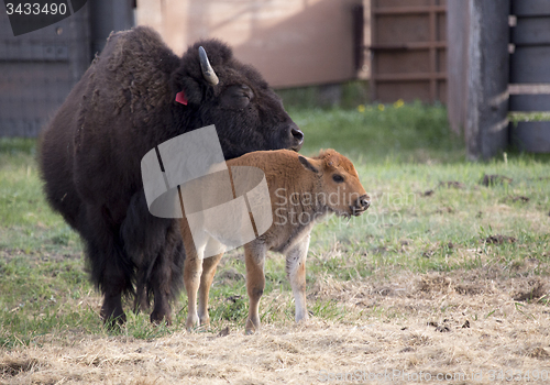 Image of Buffalo bison with young