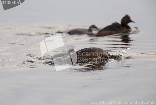 Image of Eared Grebe with Babies