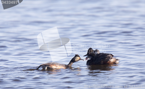 Image of Eared Grebe with Babies