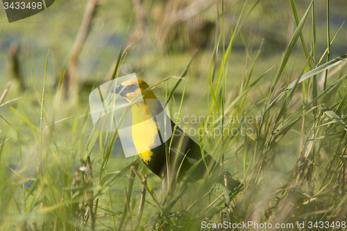 Image of Yellow Headed Black Bird