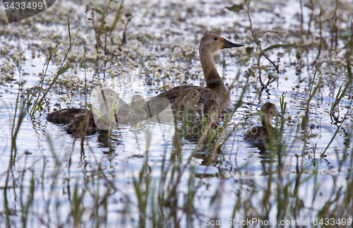 Image of Baby Ducks