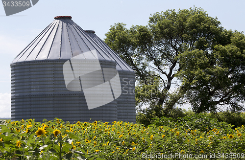 Image of Sunflower Field Manitoba
