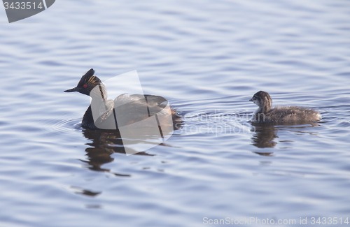 Image of Eared Grebe with Babies