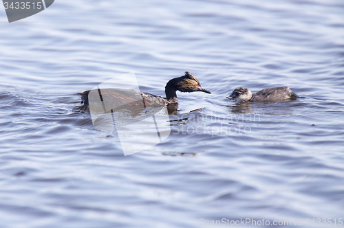 Image of Eared Grebe with Babies