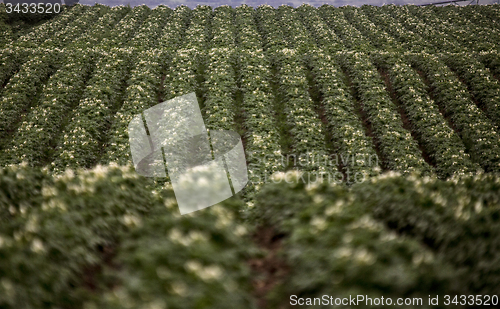 Image of Potato Crop Row