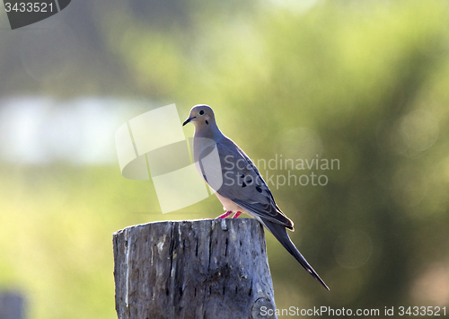 Image of Mourning Dove on Post