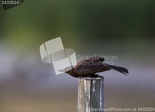 Image of Grackle on Post