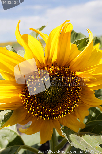 Image of Sunflower Field Manitoba