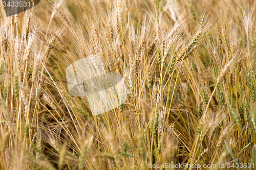 Image of Close Wheat in Field