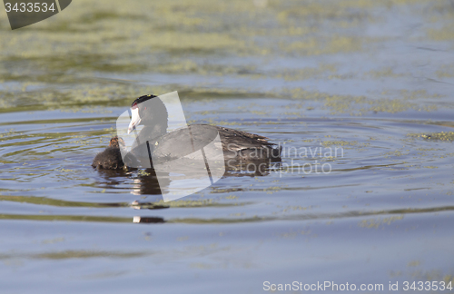 Image of American Coot Waterhen