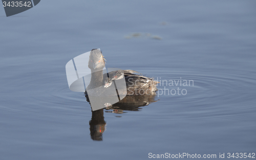 Image of Eared Grebe with Babies