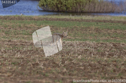 Image of Coyote standing in field