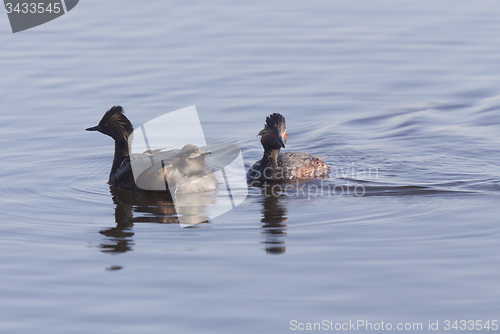 Image of Eared Grebe with Babies