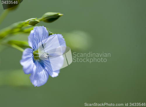 Image of Flax Flower