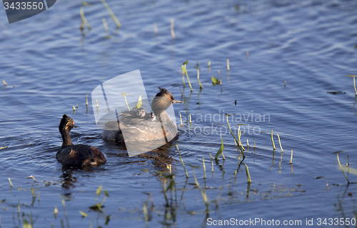 Image of Eared Grebe with Babies