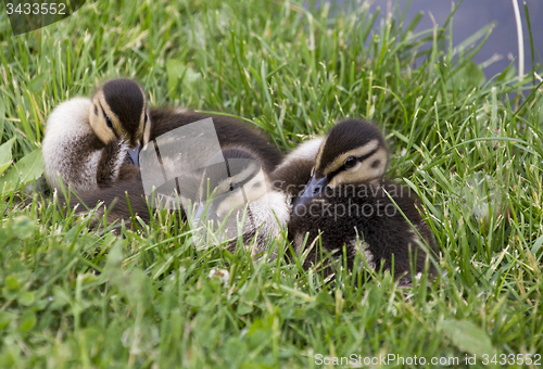 Image of Baby Ducks