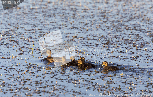 Image of Mother Duck and Babies