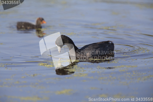 Image of American Coot Waterhen