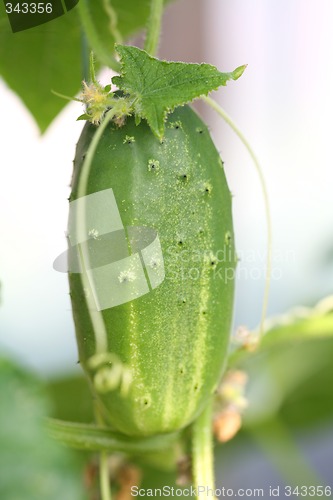 Image of Fresh Cucumber