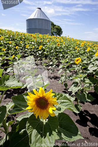 Image of Sunflower Field Manitoba