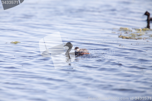 Image of Eared Grebe with Babies