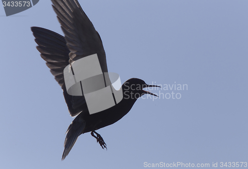 Image of Tern in Flight
