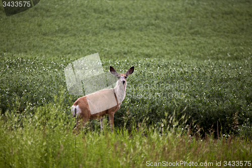 Image of Deer in Pulse Crop Field