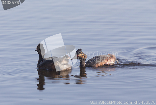 Image of Eared Grebe with Babies