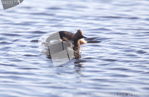 Image of Eared Grebe with Babies