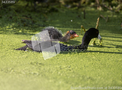 Image of American Coot Waterhen