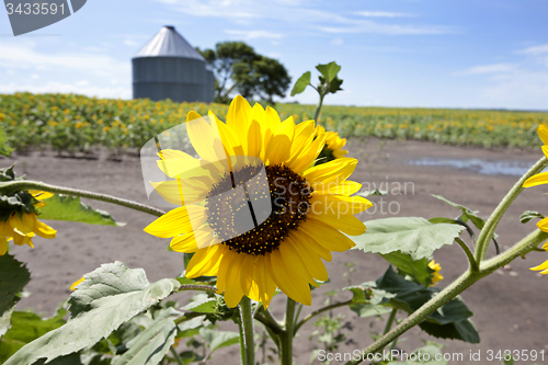 Image of Sunflower Field Manitoba