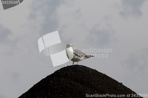 Image of Seagull on Gravel Pit