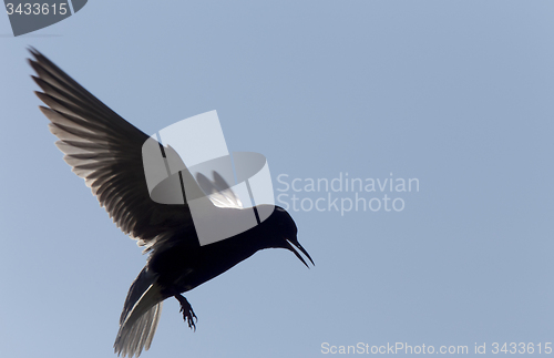 Image of Tern in Flight