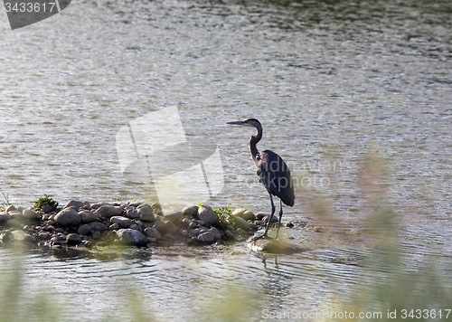 Image of Blue Heron in Swamp