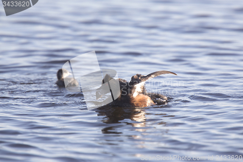 Image of Eared Grebe with Babies